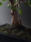 Close-up of the Portulacaria Afra's thick, textured trunk rising from moss-covered soil.