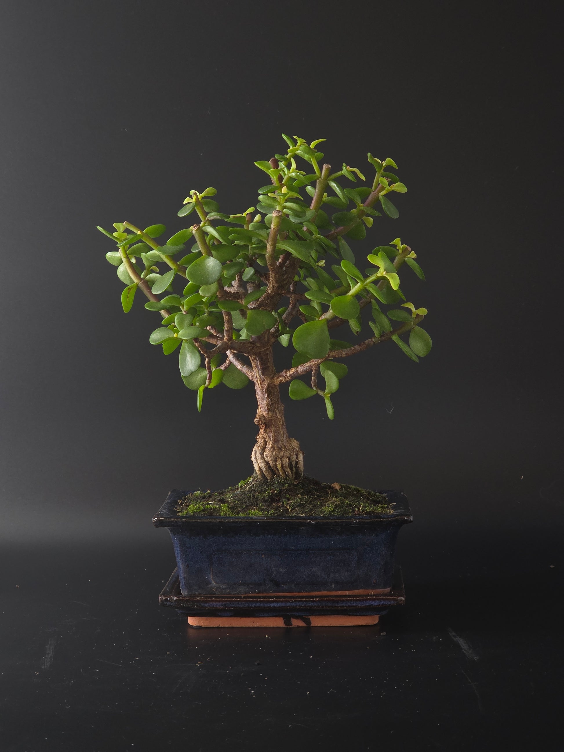 Three-quarter view of the Portulacaria Afra showing its plump leaves on reddish stems and dark blue pot.