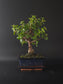 Three-quarter view of the Portulacaria Afra showing its plump leaves on reddish stems and dark blue pot.