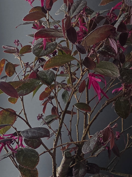 Close-up of the Loropetalum's pink fringed flowers and purple-tinged leaves.
