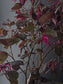 Close-up of the Loropetalum's pink fringed flowers and purple-tinged leaves.