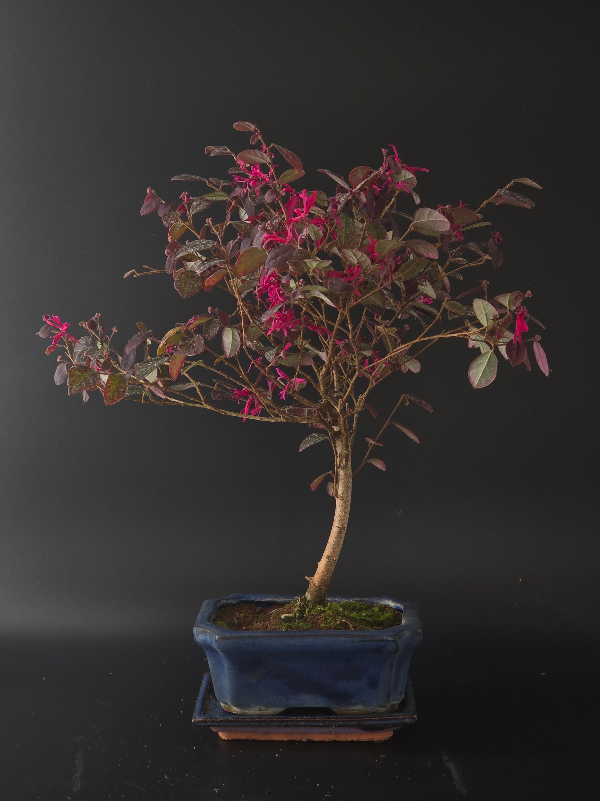 Three-quarter view of the Loropetalum showing its arching branches and blue rectangular pot on a tray.
