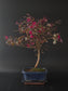 Three-quarter view of the Loropetalum showing its arching branches and blue rectangular pot on a tray.