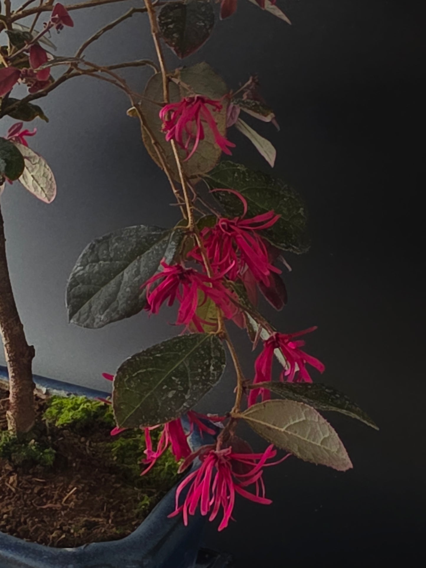 Close-up of Loropetalum pink ribbon-like fringe flowers and dark foliage