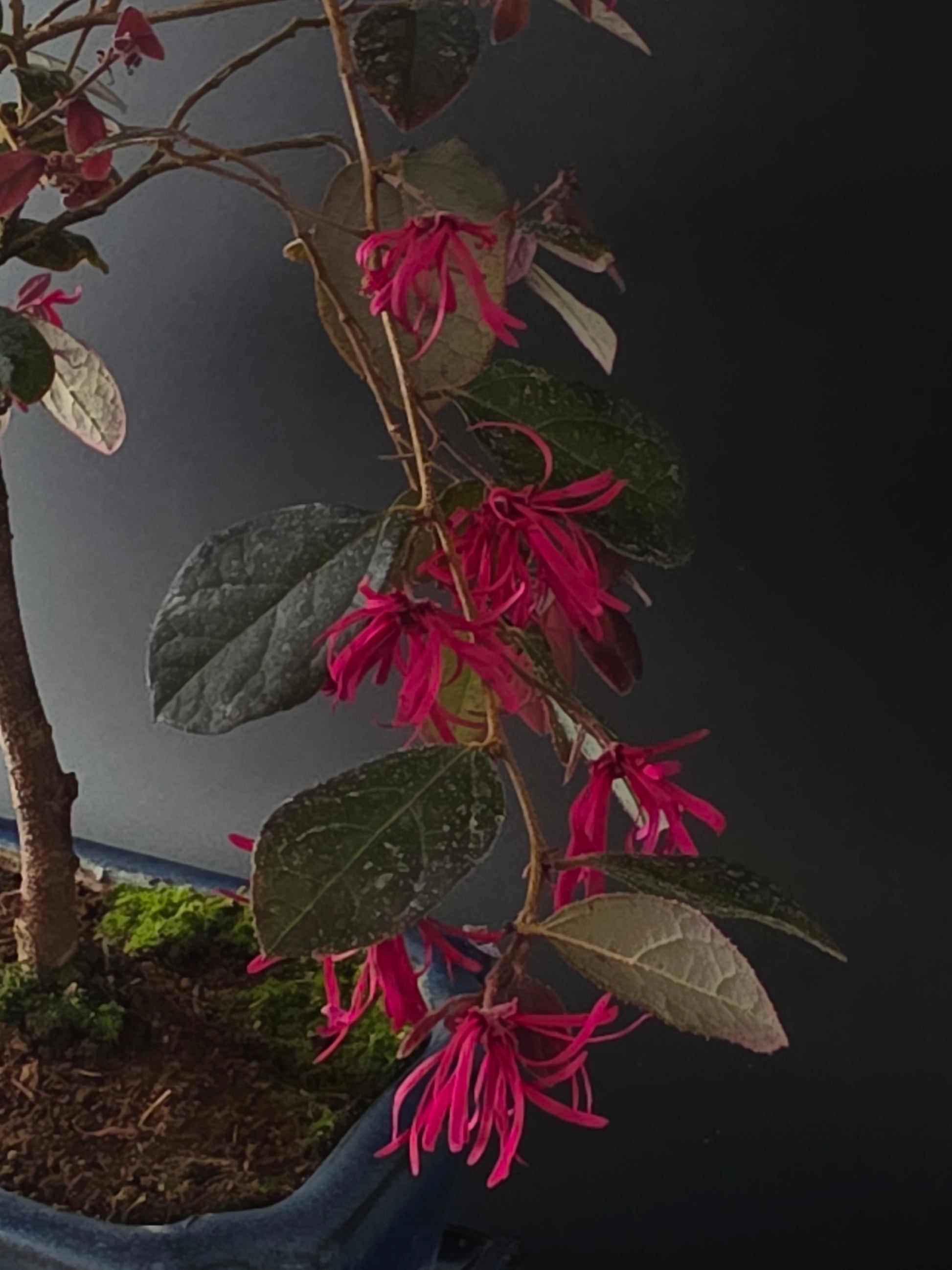 Close-up of Loropetalum pink ribbon-like fringe flowers and dark foliage