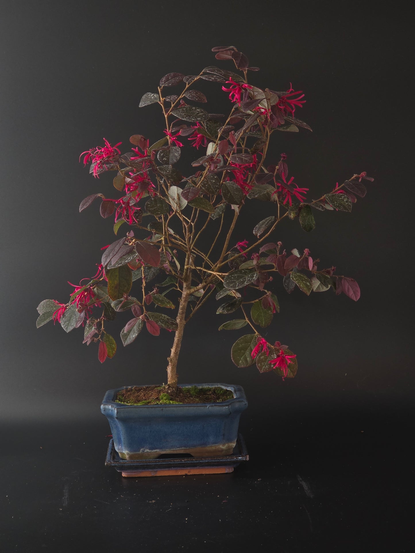 Loropetalum bonsai full view, compact arching branches of purple leaves and pink blooms