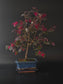 Loropetalum bonsai full view, compact arching branches of purple leaves and pink blooms