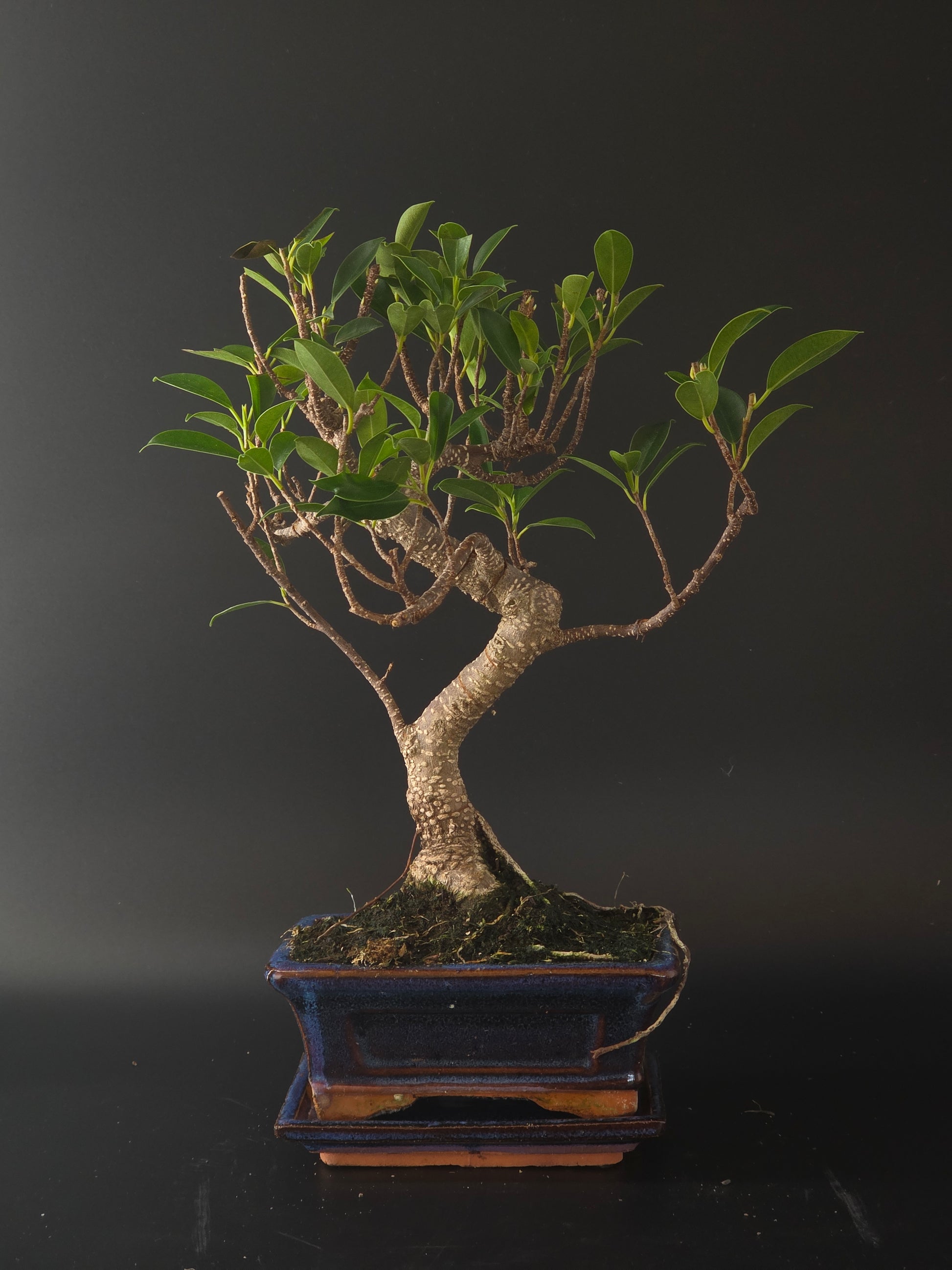 Side view of the Ficus Retusa showing its curving trunk and mossy soil surface in a dark blue pot on a tray.