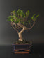Side view of the Ficus Retusa showing its curving trunk and mossy soil surface in a dark blue pot on a tray.