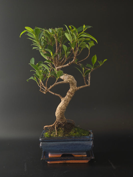 Side view of the Ficus Retusa showing its thick curving trunk and moss-covered soil in a blue pot.