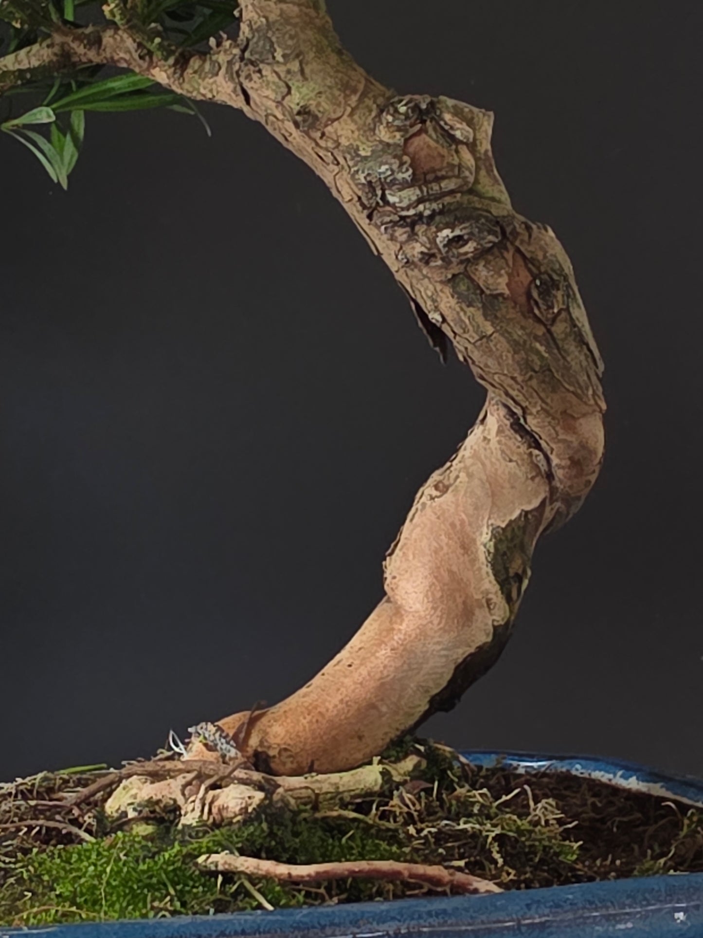 Close-up of the Podocarpus's thick, twisting trunk and exposed surface roots above the soil.