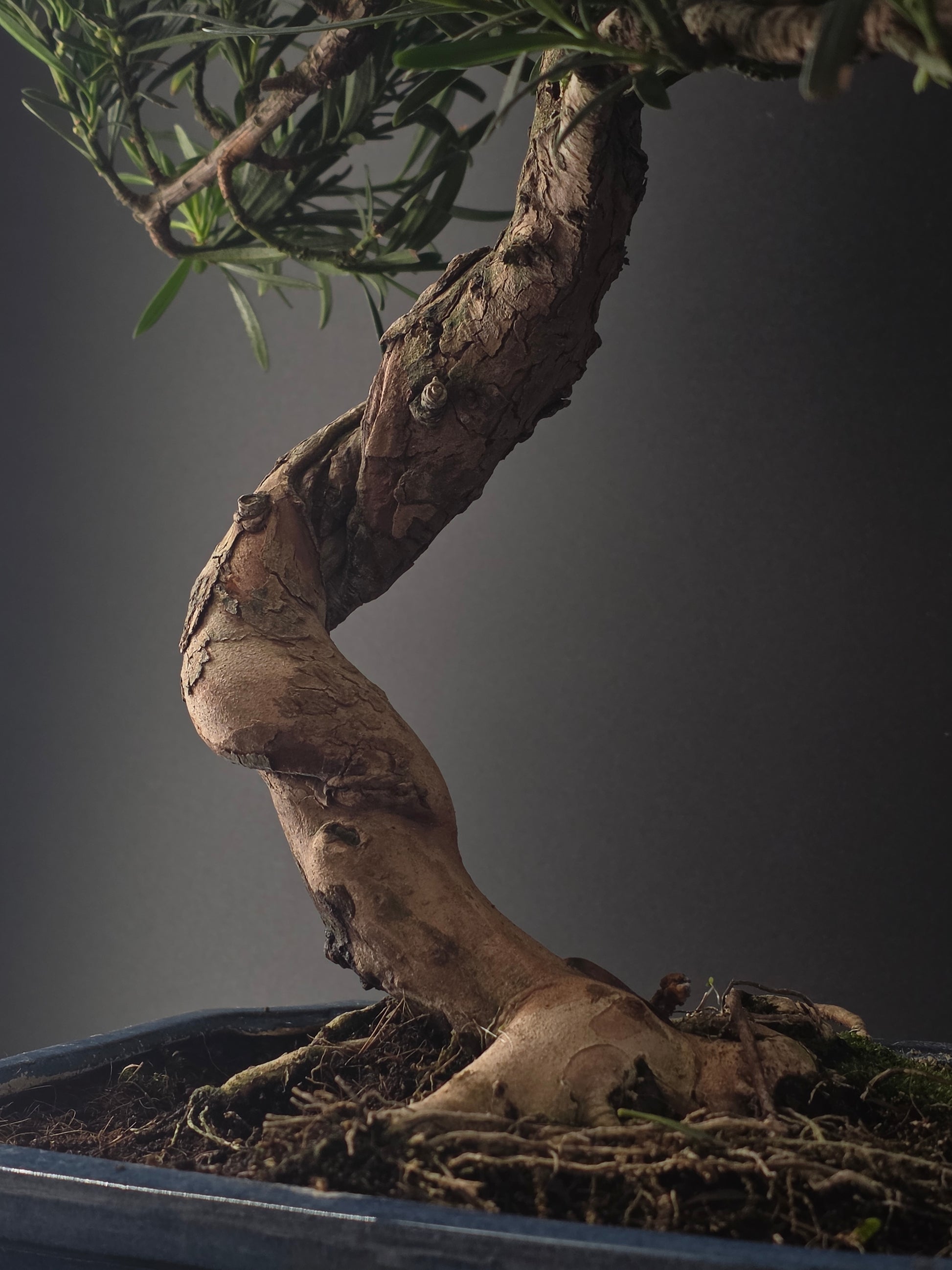 Close-up of the Podocarpus trunk base with spreading roots over mossy soil in a blue pot.