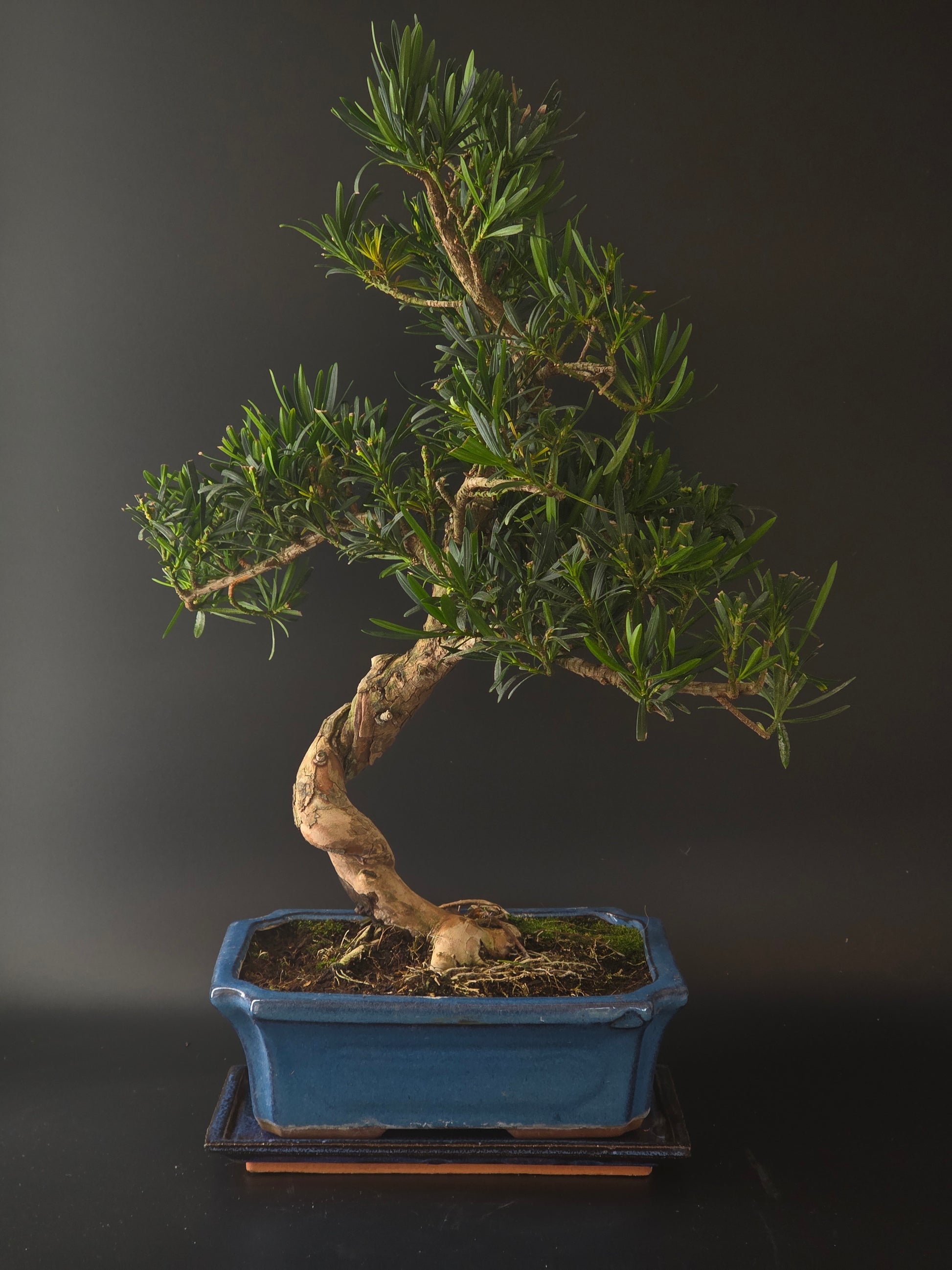Three-quarter view of the Podocarpus showing dense evergreen pads and a blue rectangular bonsai pot.