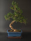 Three-quarter view of the Podocarpus showing dense evergreen pads and a blue rectangular bonsai pot.
