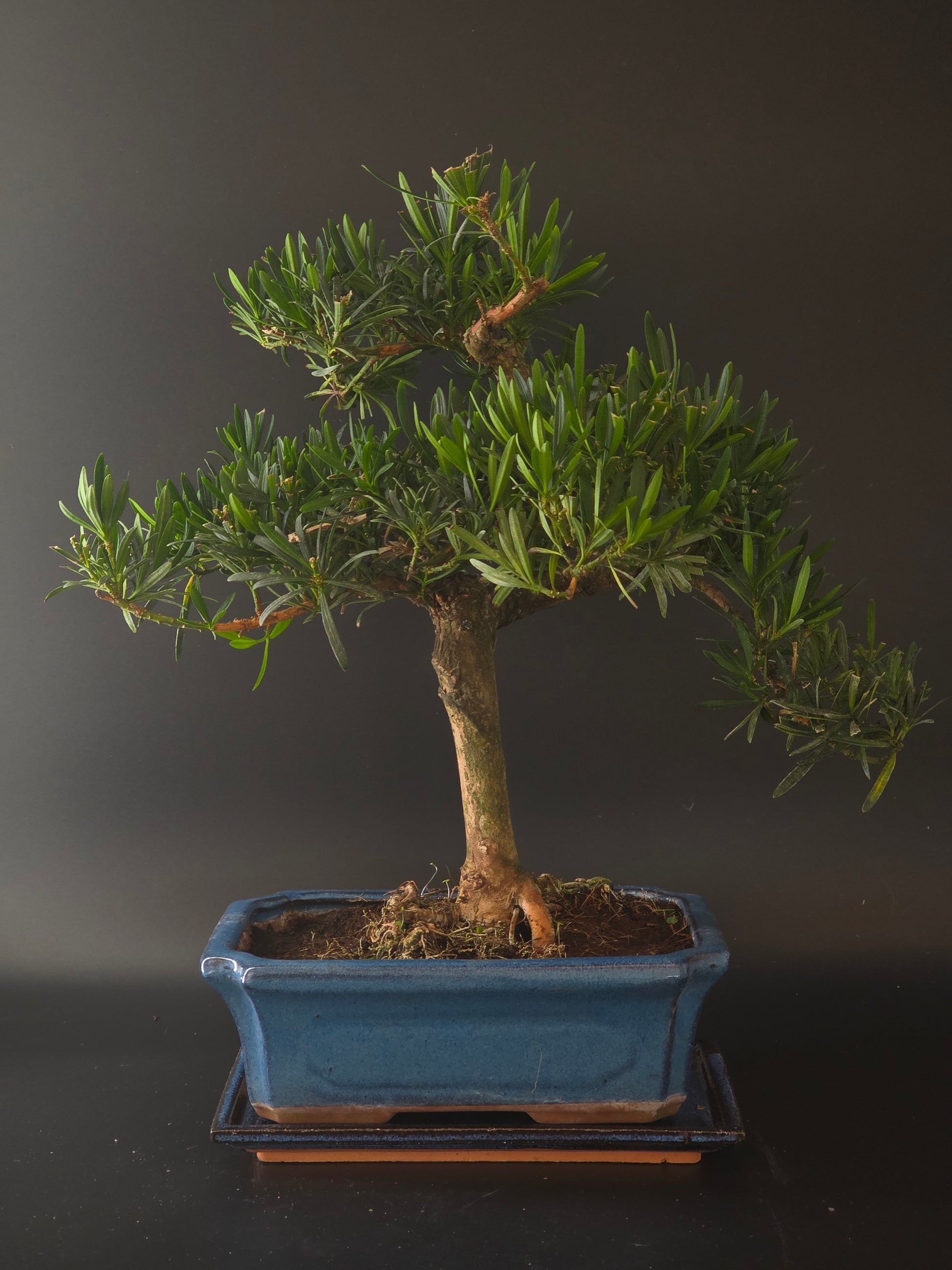 Three-quarter view of the Podocarpus showing its dense evergreen foliage and blue rectangular pot on a tray.