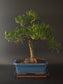 Three-quarter view of the Podocarpus showing its dense evergreen foliage and blue rectangular pot on a tray.