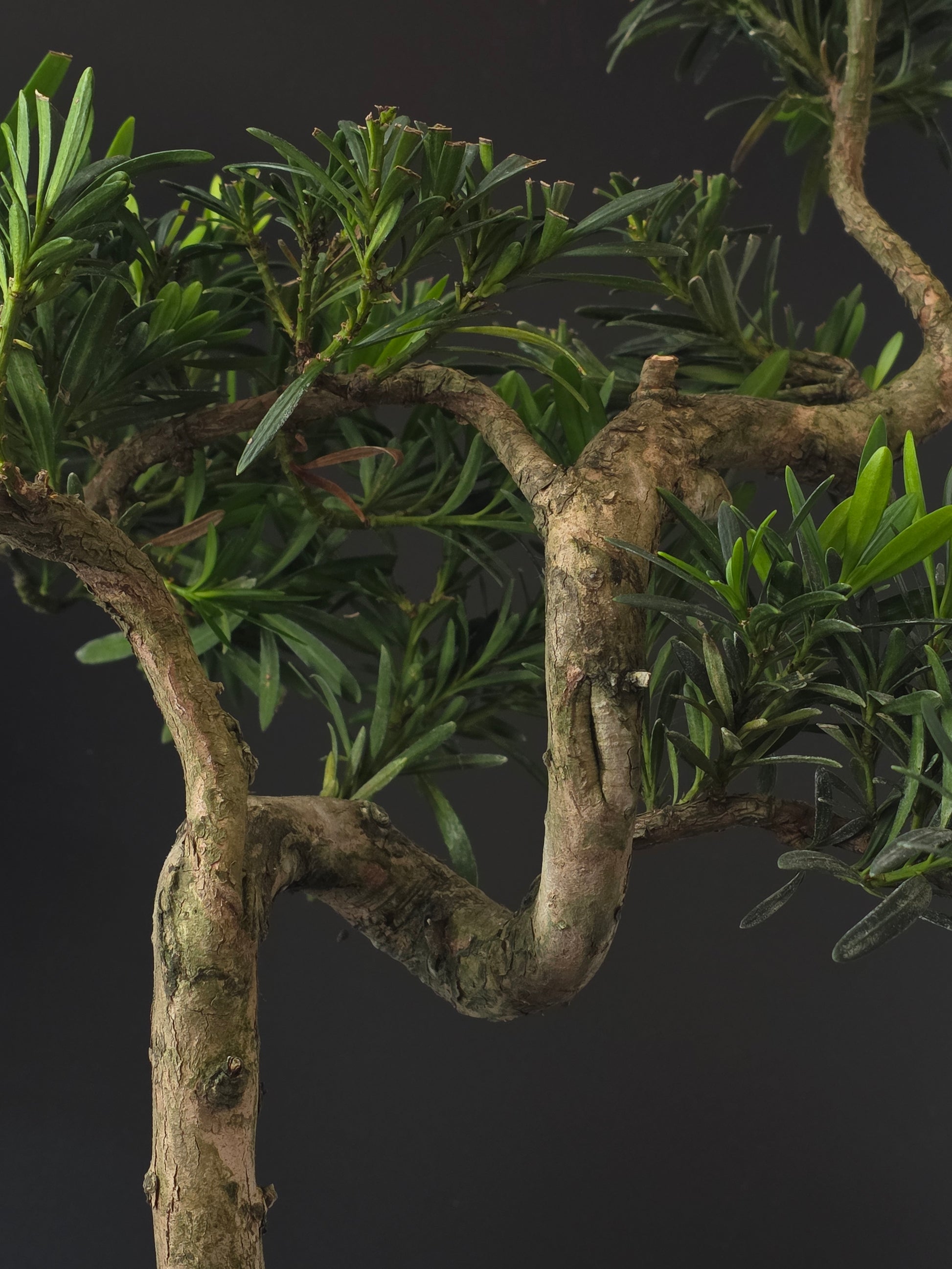Close-up of the Podocarpus's curving trunk and branch structure above the soil.