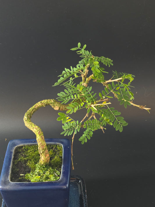 Close-up of the Sesbania's sinuous twiggy trunk and fine compound leaves above a blue square glazed pot.
