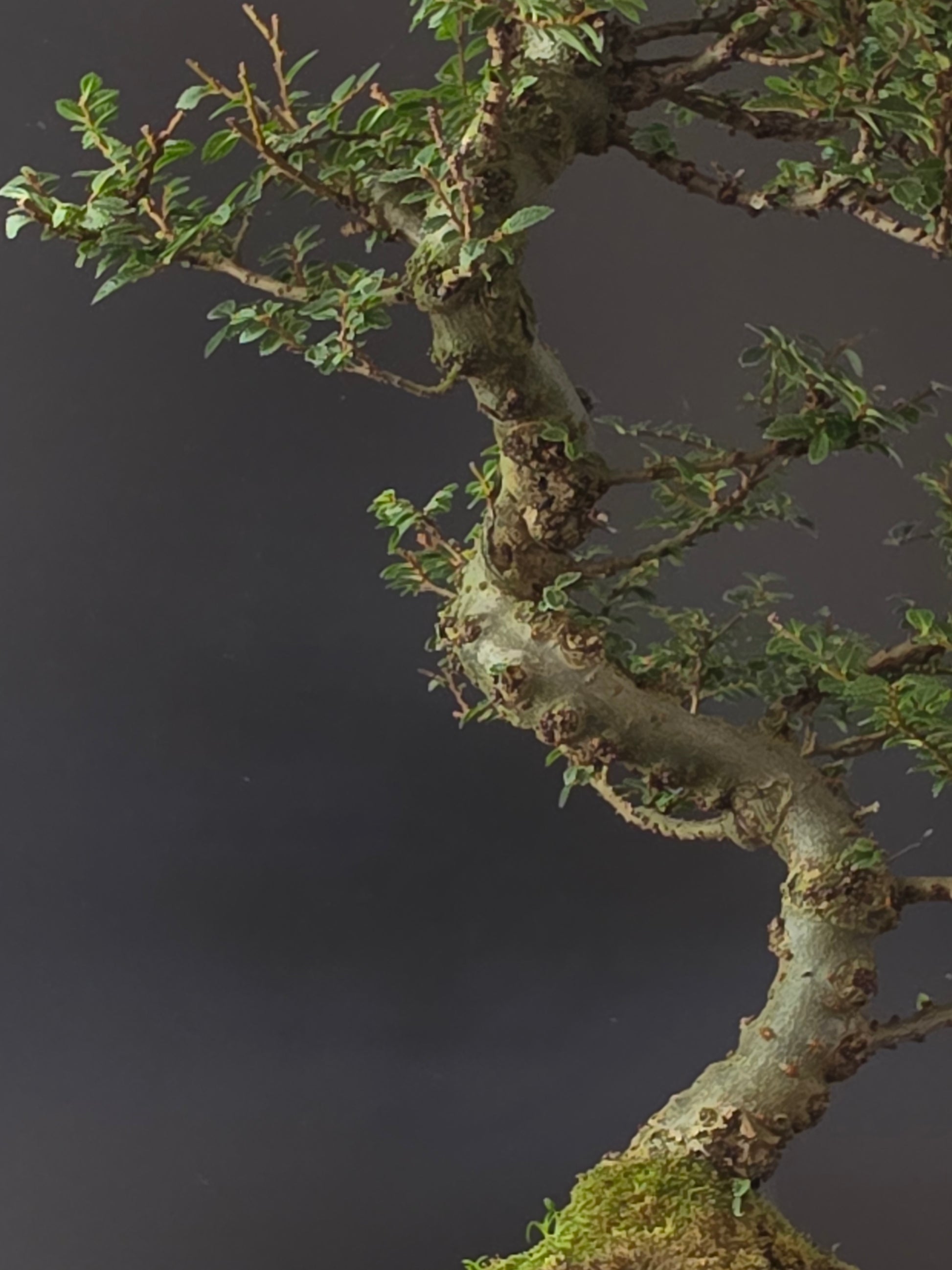 Close-up of the Seiju Elm's textured, curving trunk and moss-covered roots above the pot rim.
