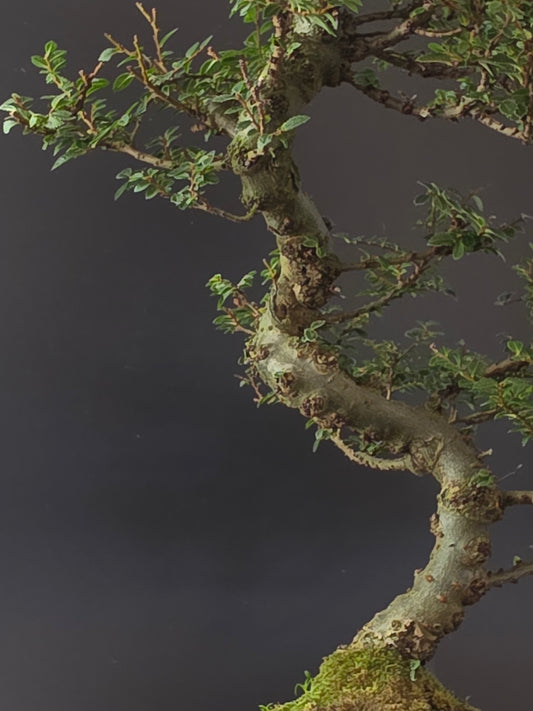 Close-up of the Seiju Elm's textured, curving trunk and moss-covered roots above the pot rim.
