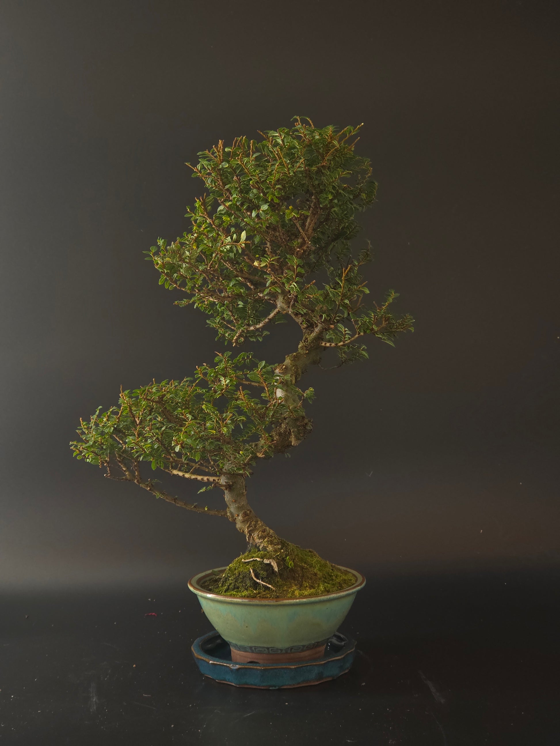Three-quarter view of the Seiju Elm showing its fine small leaves and cream round pot on a blue saucer.