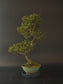 Three-quarter view of the Seiju Elm showing its fine small leaves and cream round pot on a blue saucer.