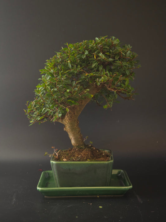 Three-quarter view of the Chinese Elm showing its rounded canopy and green rectangular pot on a matching tray.