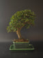 Three-quarter view of the Chinese Elm showing its rounded canopy and green rectangular pot on a matching tray.