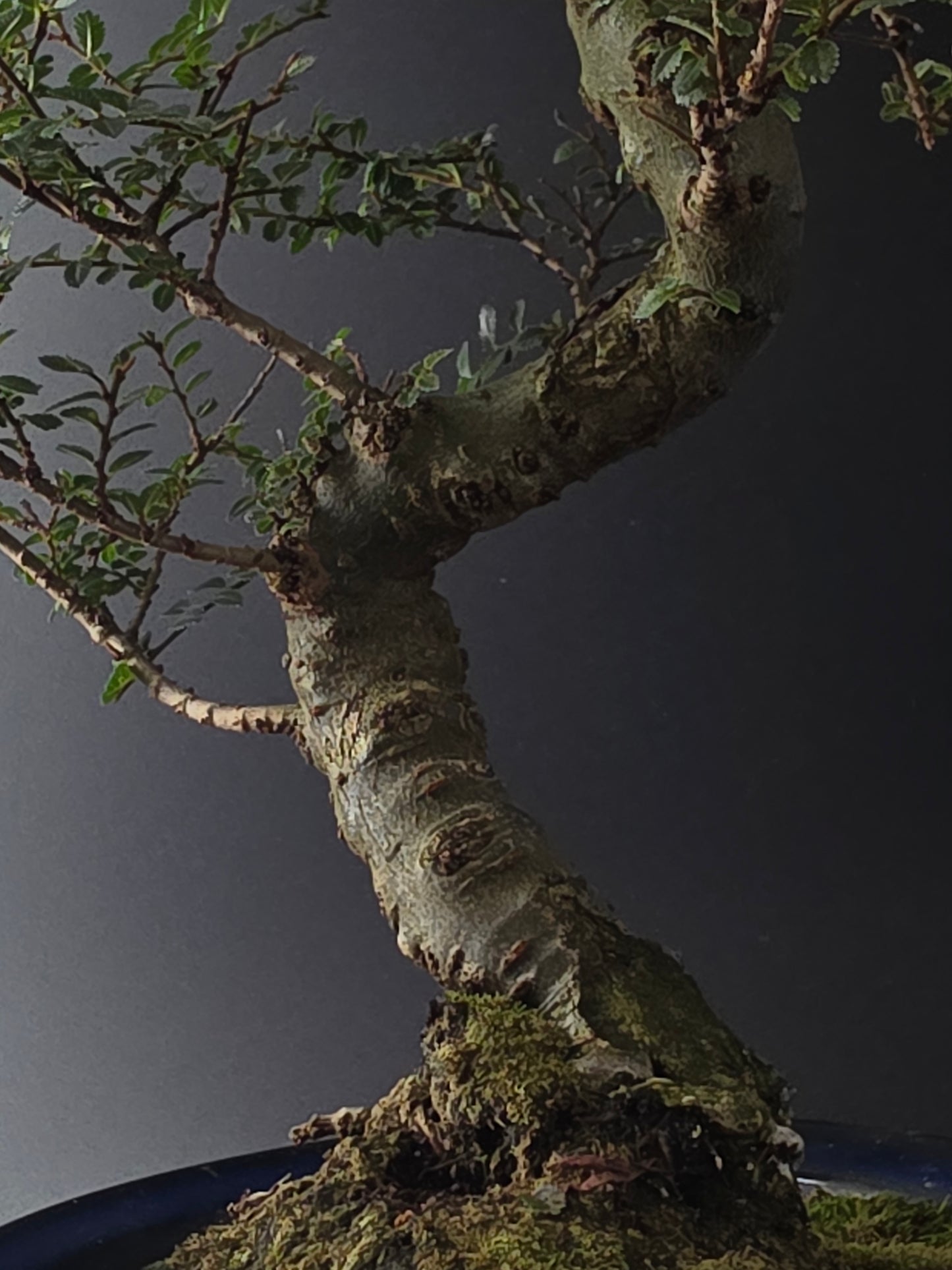 Close-up of the Seiju Elm trunk and moss-covered soil