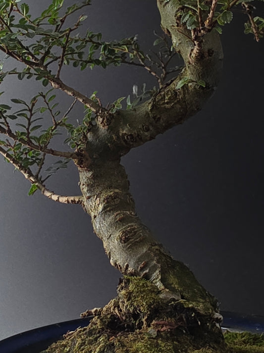 Close-up of the Seiju Elm trunk and moss-covered soil