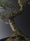 Close-up of the Seiju Elm trunk and moss-covered soil