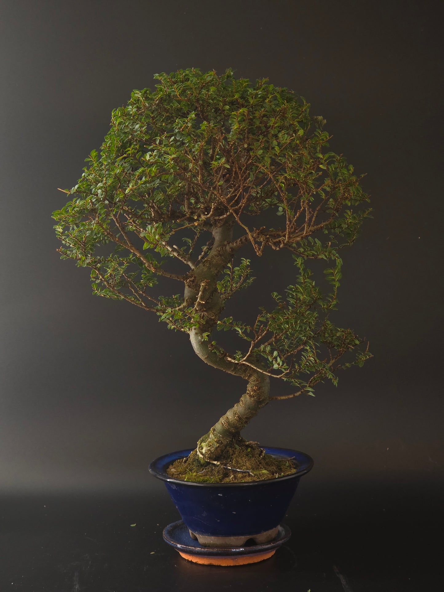 Seiju Elm bonsai showing fine branching and a dense canopy of very small leaves
