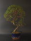 Seiju Elm bonsai showing fine branching and a dense canopy of very small leaves