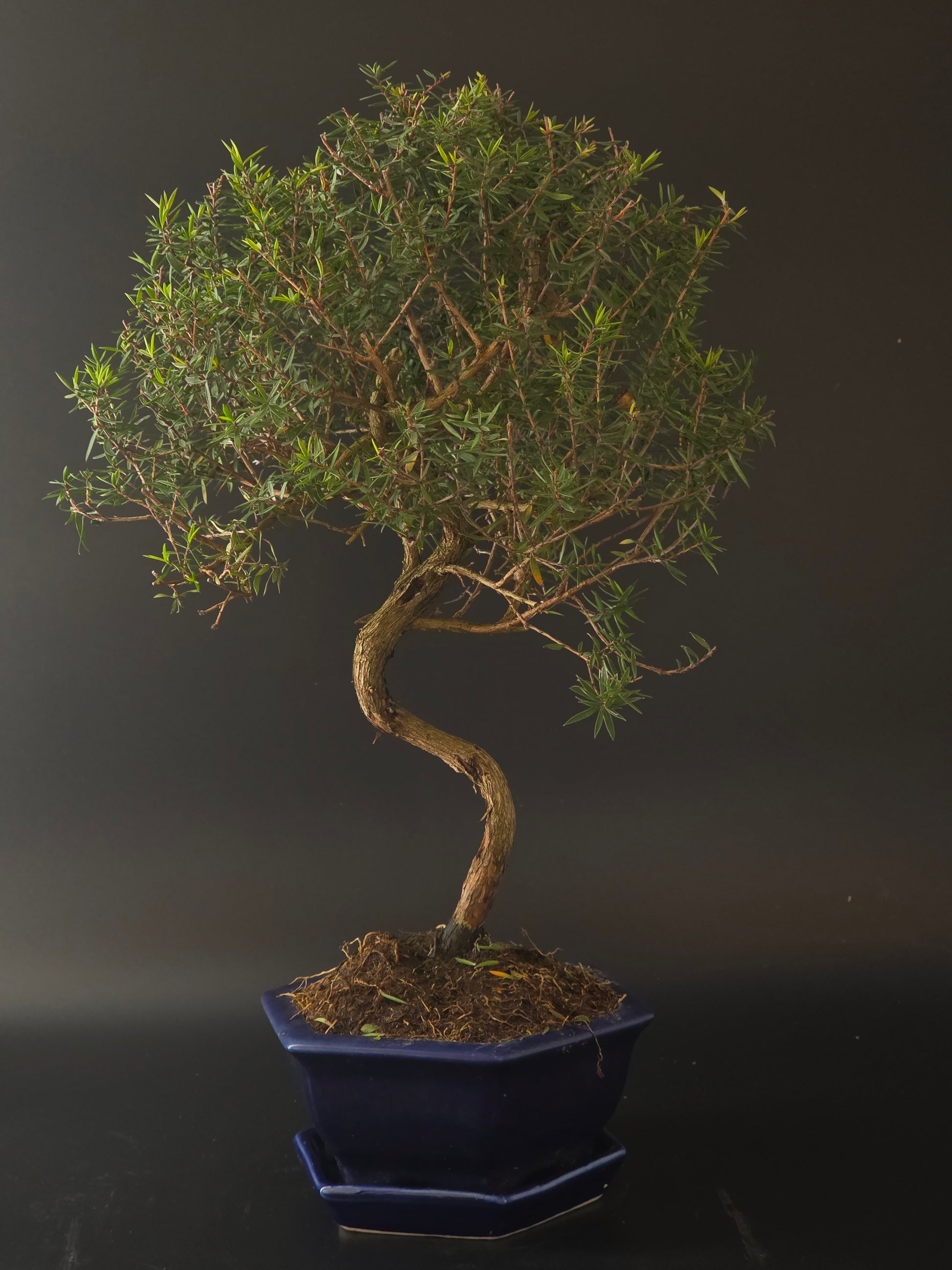 Three-quarter view of the Manuka showing its fine ramification and dark blue hexagonal pot on a tray.