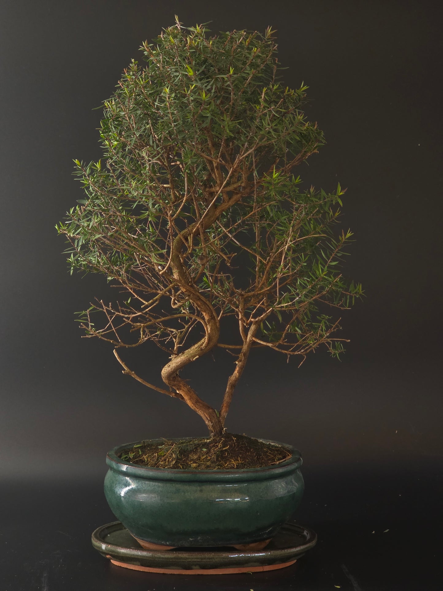 Three-quarter view of the Manuka showing its fine ramification and teal glazed round pot on a matching saucer.