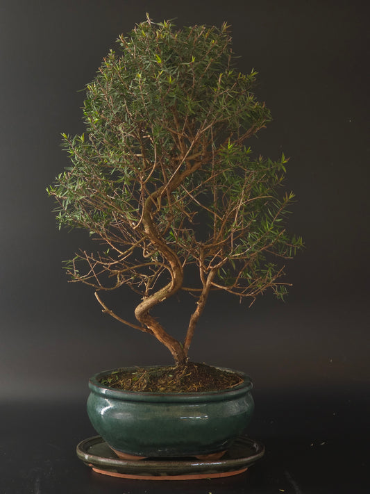 Three-quarter view of the Manuka showing its fine ramification and teal glazed round pot on a matching saucer.