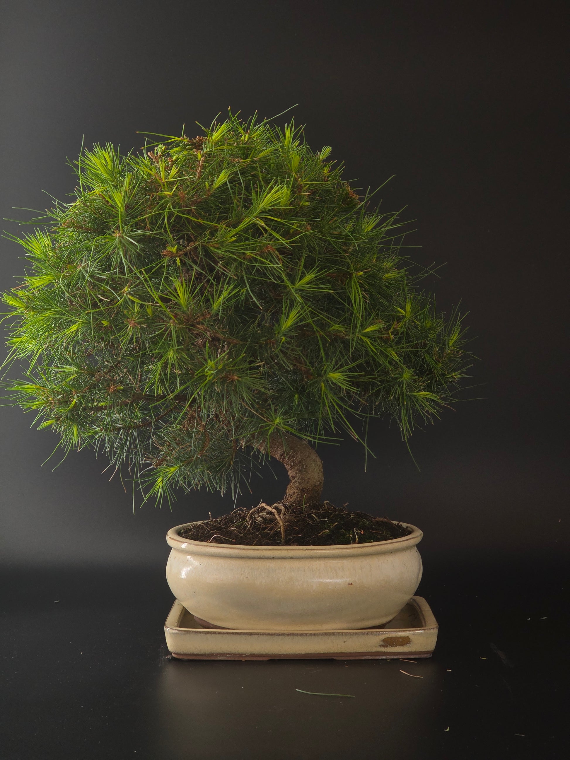 Three-quarter view of the Aleppo Pine showing dense needle pads and a gently curving trunk above a cream pot.
