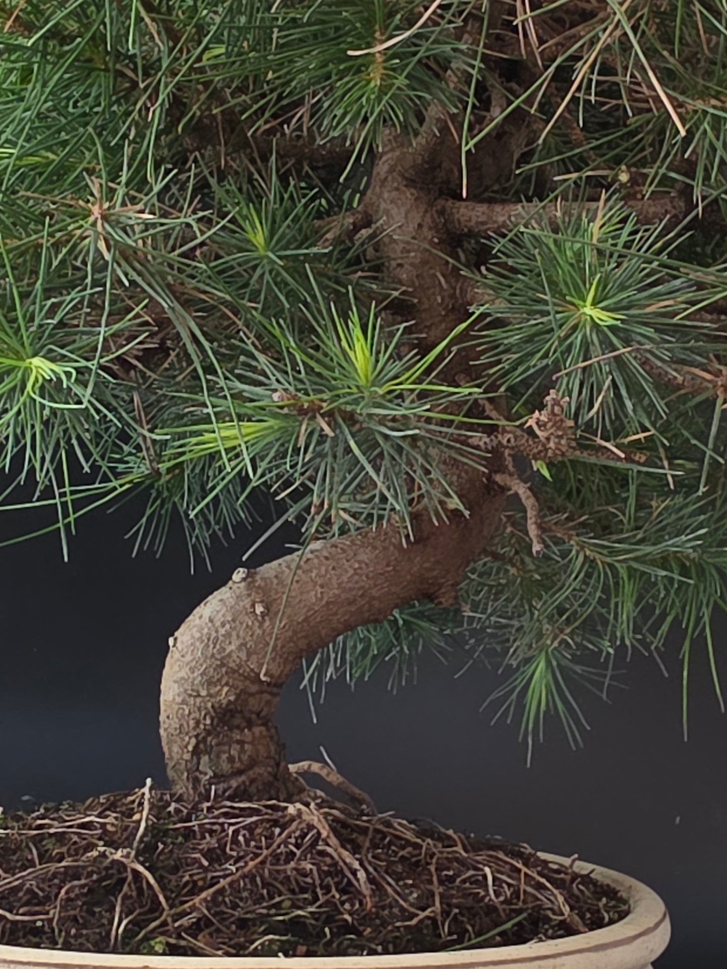 Close-up of the Aleppo Pine trunk base and surface roots among fine green needles in a cream ceramic pot.