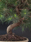 Close-up of the Aleppo Pine trunk base and surface roots among fine green needles in a cream ceramic pot.