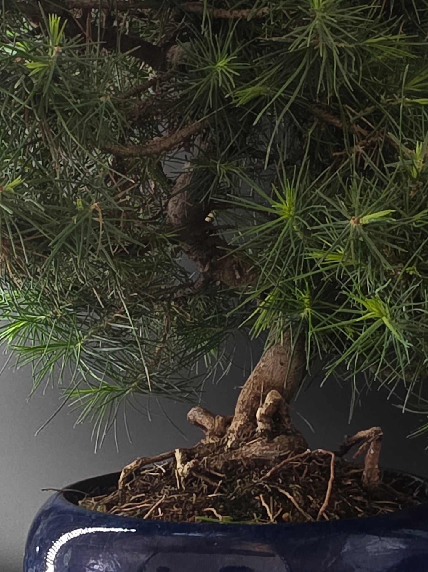 Close-up of the Aleppo Pine's rugged trunk and exposed roots in a blue glazed round pot.