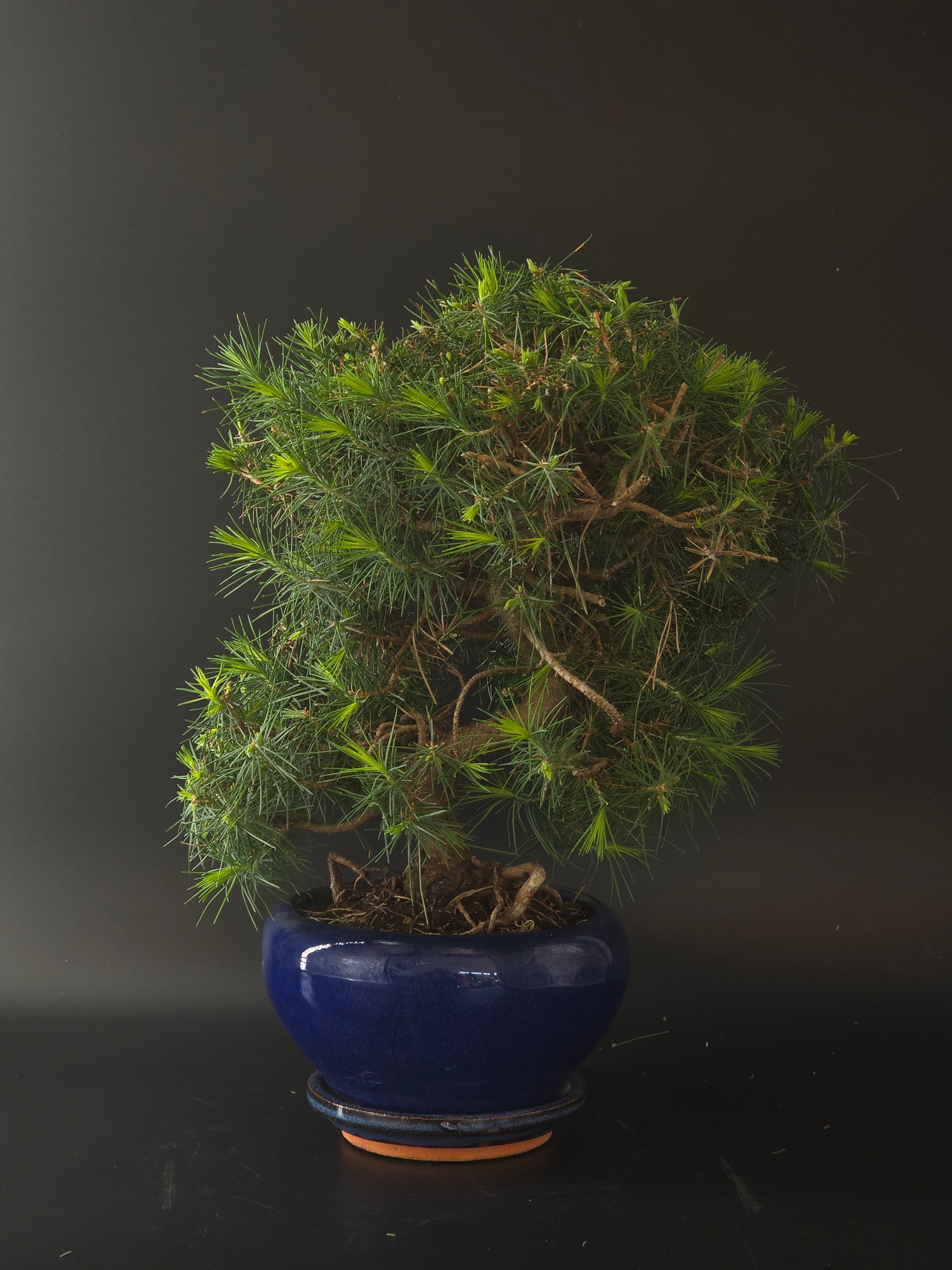 Three-quarter view of the Aleppo Pine showing needle pads fanning from a curving trunk in a blue pot.