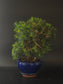 Three-quarter view of the Aleppo Pine showing needle pads fanning from a curving trunk in a blue pot.
