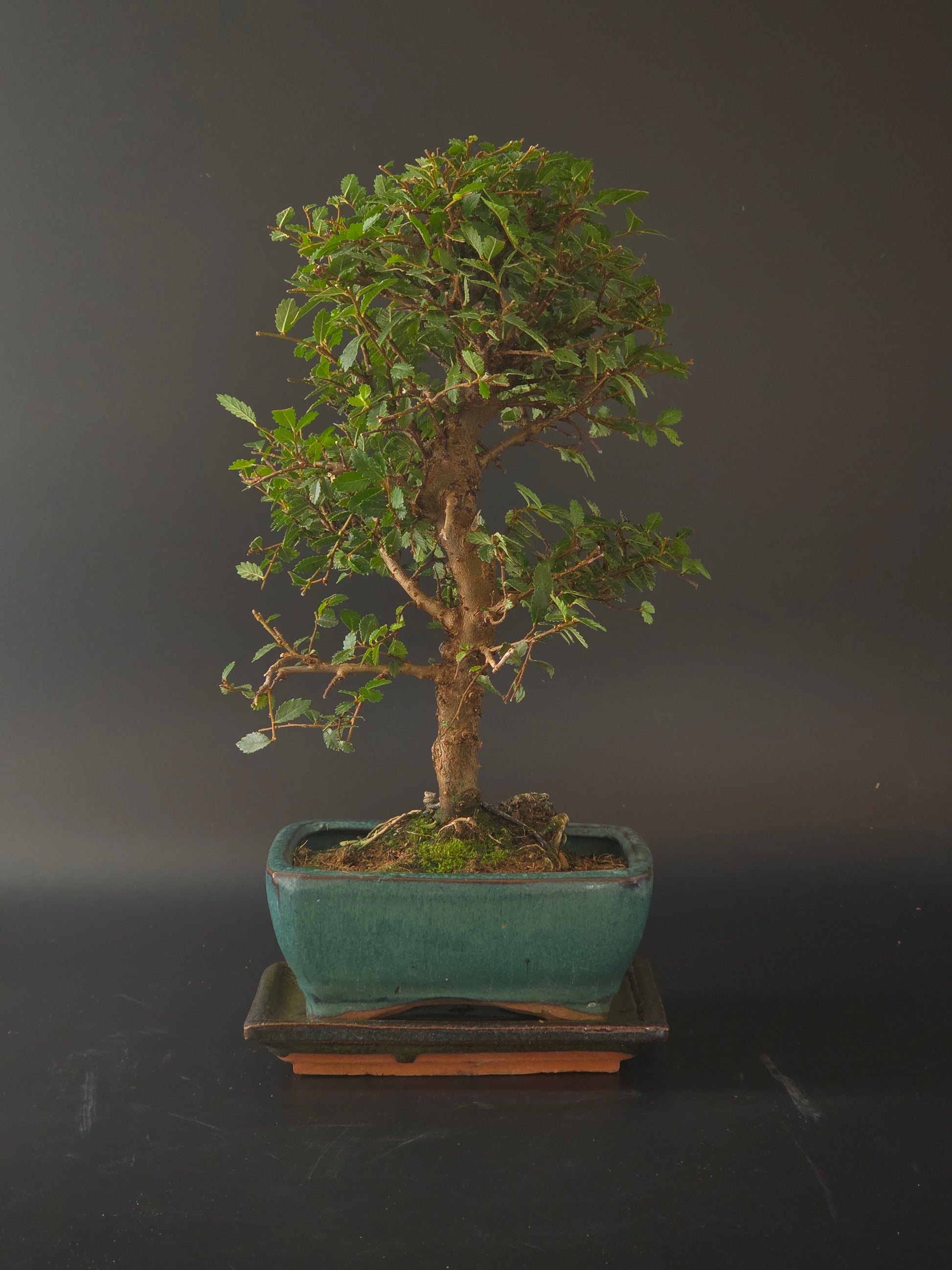Three-quarter view of the Chinese Elm showing its fine foliage and teal rectangular glazed pot on a tray.