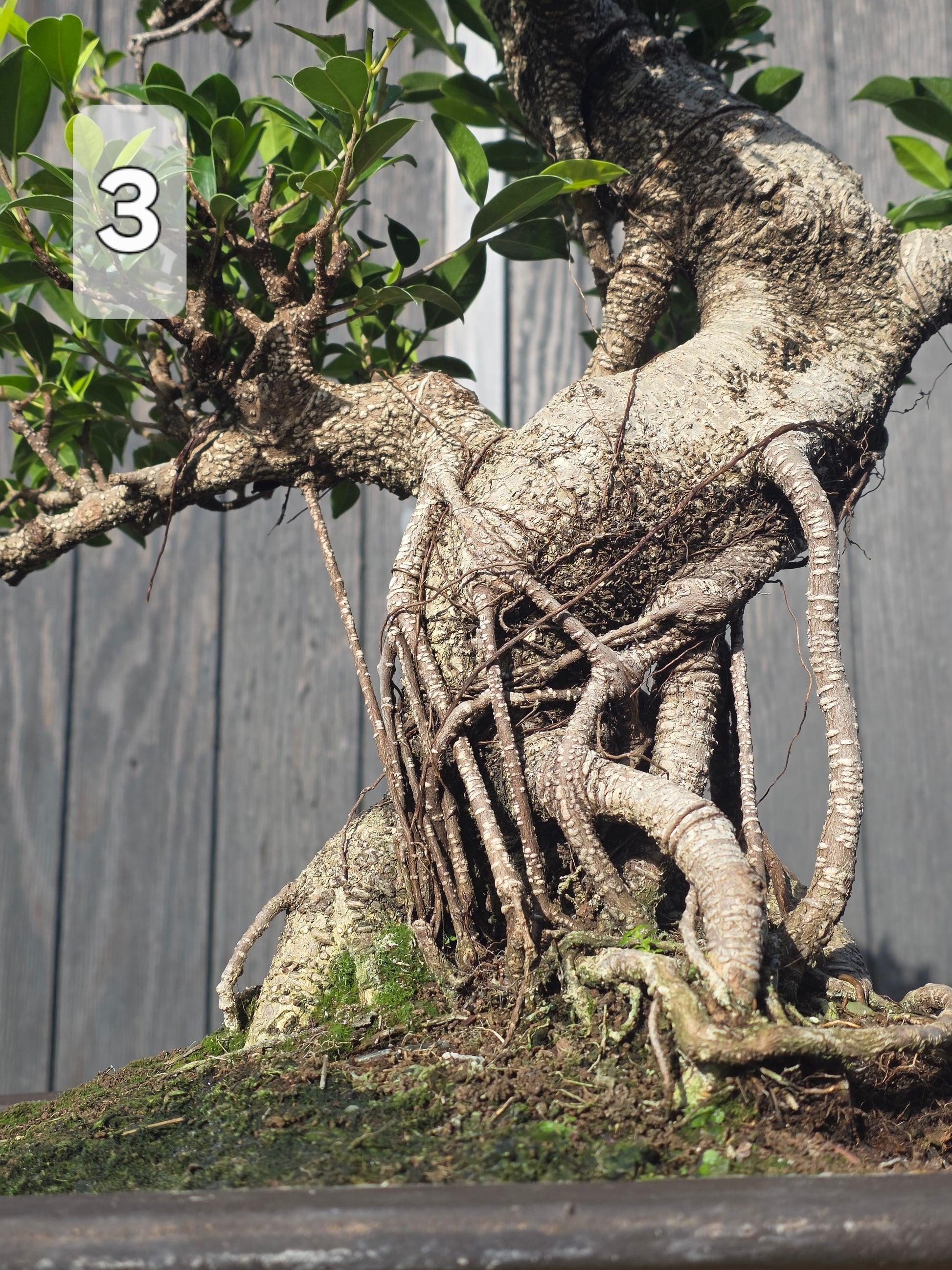 Close-up of the Ficus Retusa's thick, sinuous trunk and aerial roots.