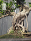 Close-up of the Ficus Retusa's thick, sinuous trunk and aerial roots.