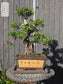 Semi-cascade Ficus Retusa seen from the side, small glossy leaves trailing from a decorated cascade pot.