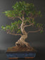 Three-quarter view of the Ficus Retusa showing its broad glossy canopy and gnarled trunk in a dark blue pot.
