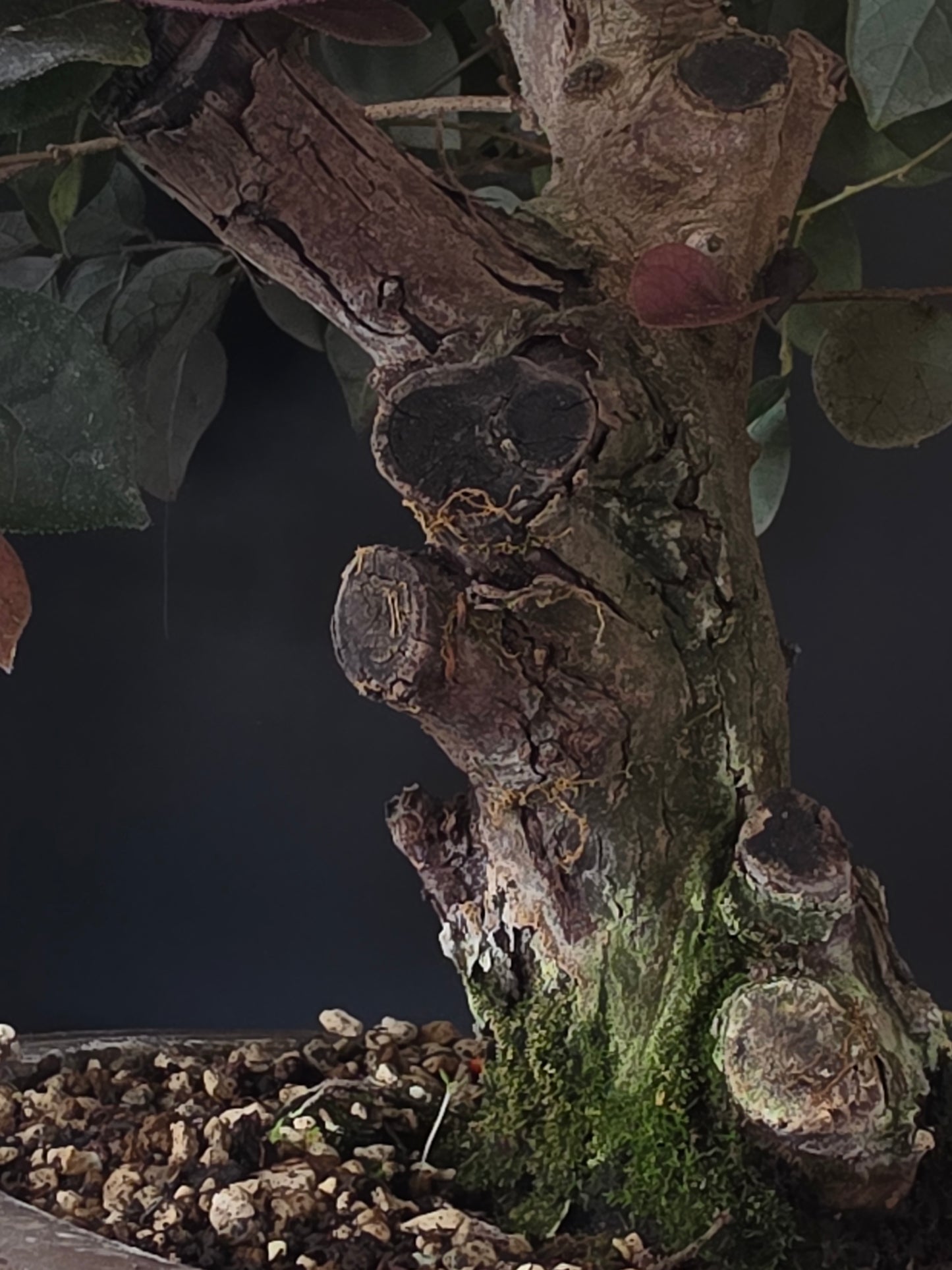 Close-up of the Loropetalum's thick, gnarled trunk with large healing scars and moss at the base.
