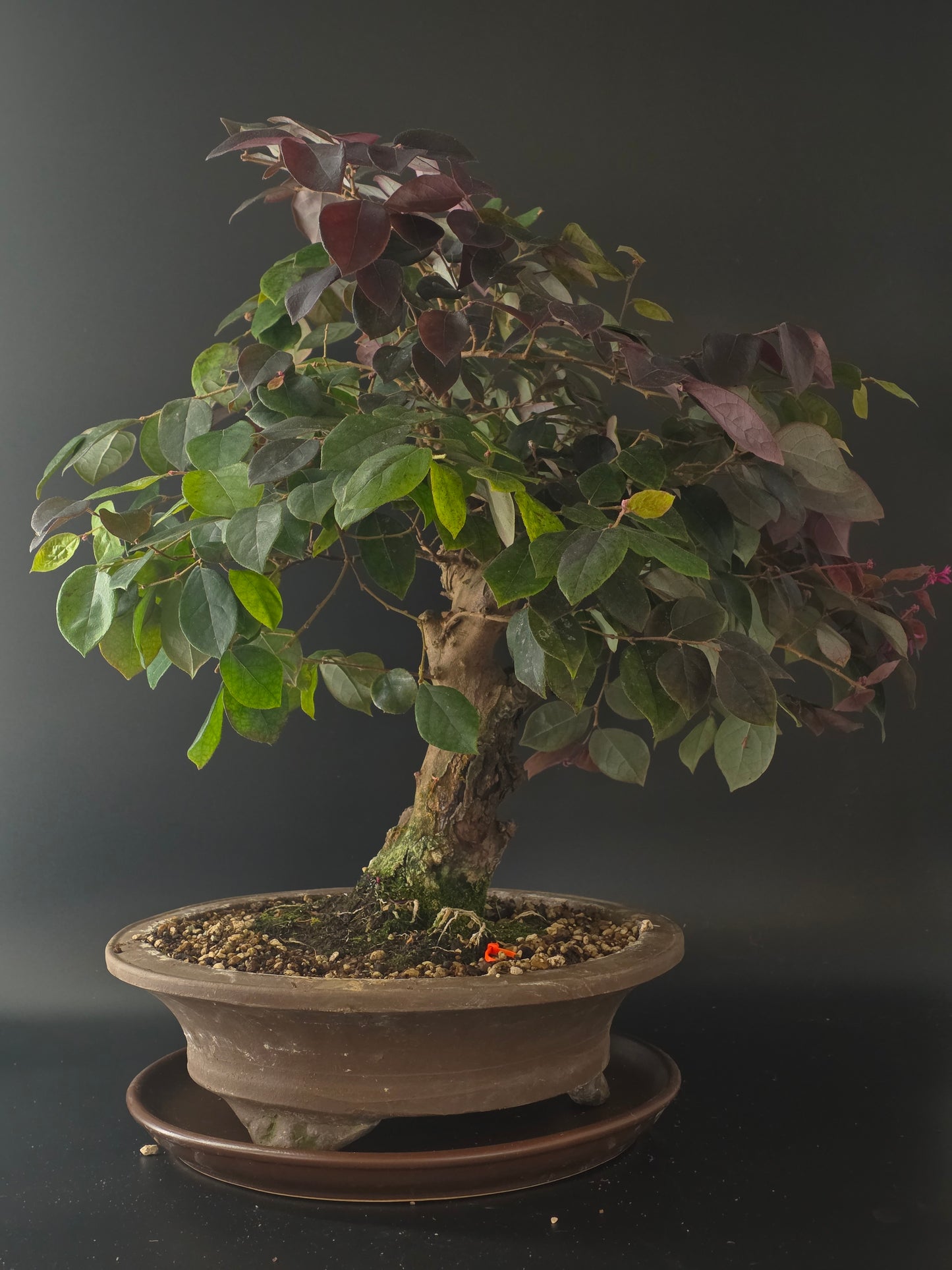 Three-quarter view of the Loropetalum showing its dense purple-tinged canopy and round brown pot on a saucer.