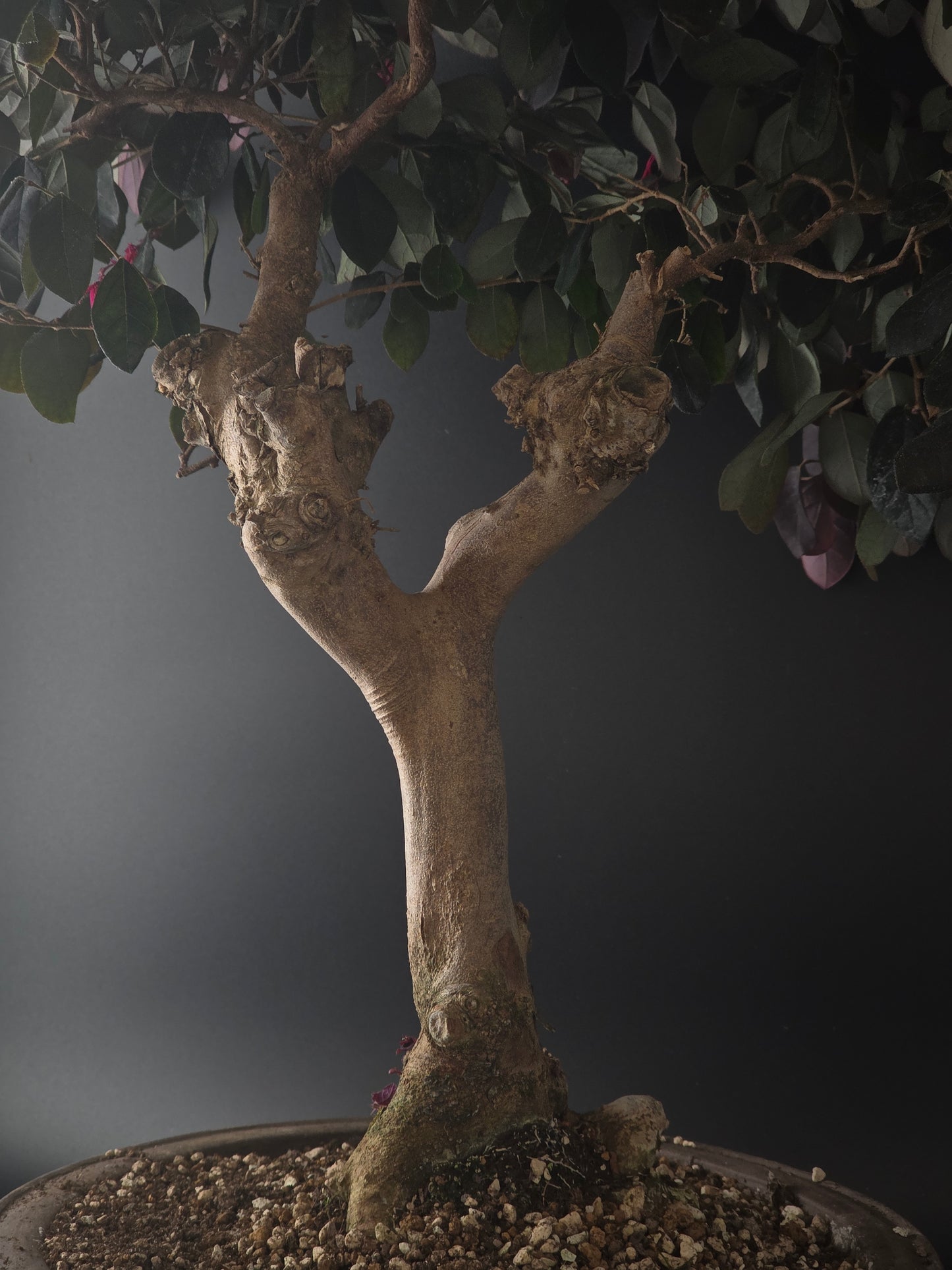 Close-up of the Loropetalum's thick trunk and exposed surface roots above the soil.